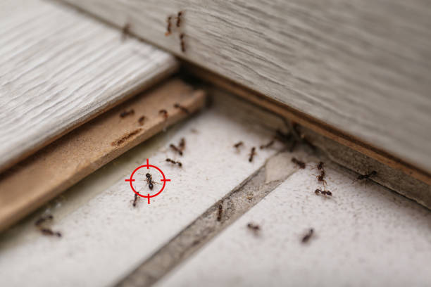 Best Exterminator Services  in Preakness, NJ