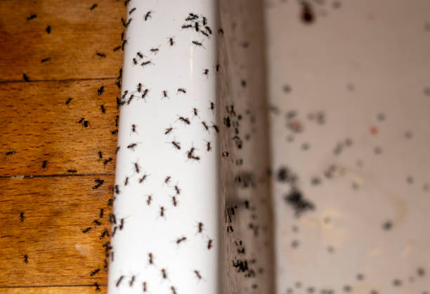 Best Pest Control Treatment  in Preakness, NJ
